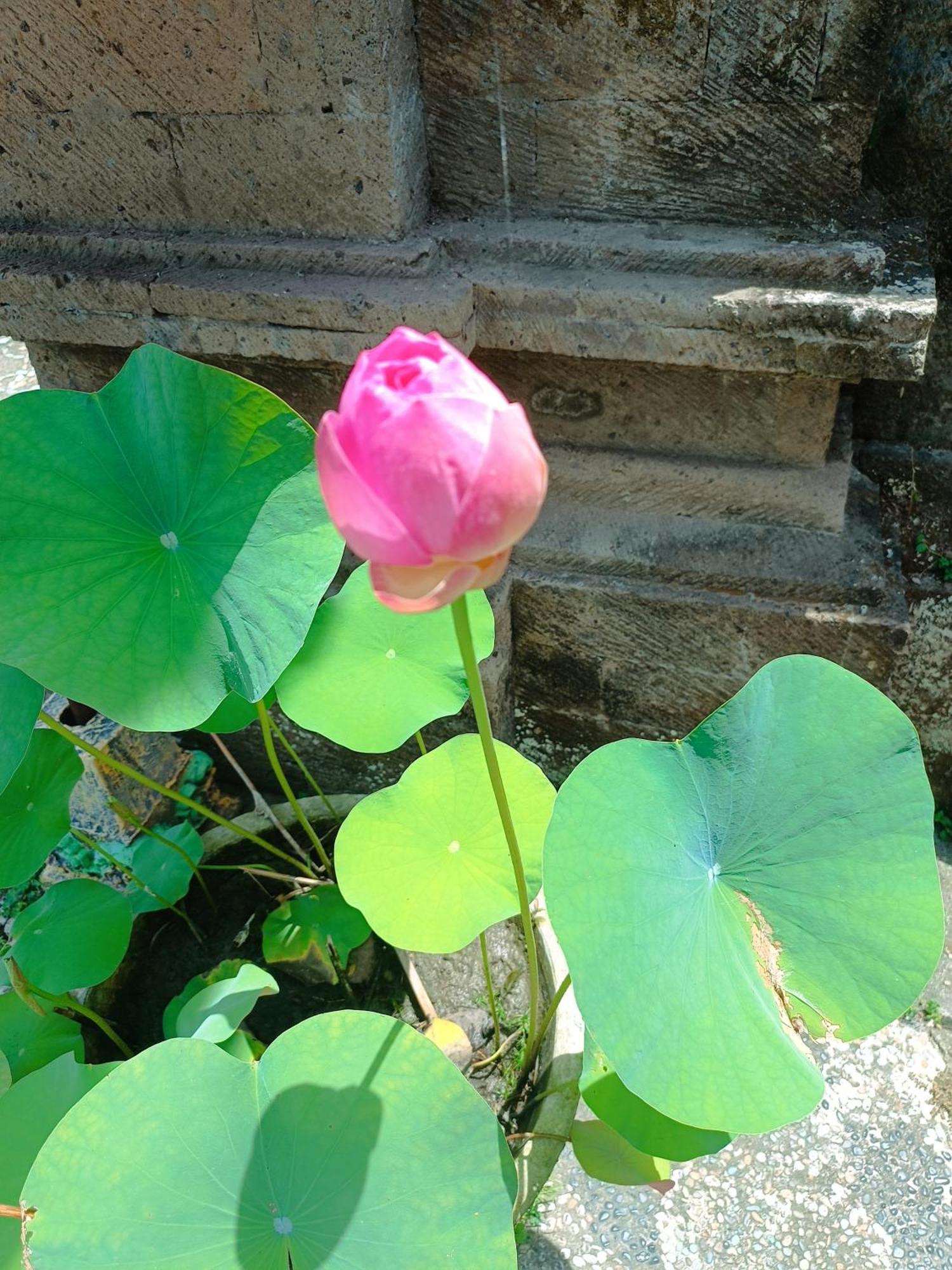 Mandala Blu Wellness Hotel Ubud Exterior foto